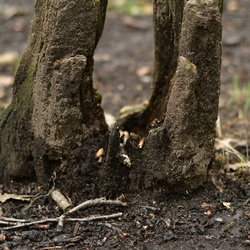 London/Forest Hill/DSC_4261.JPG